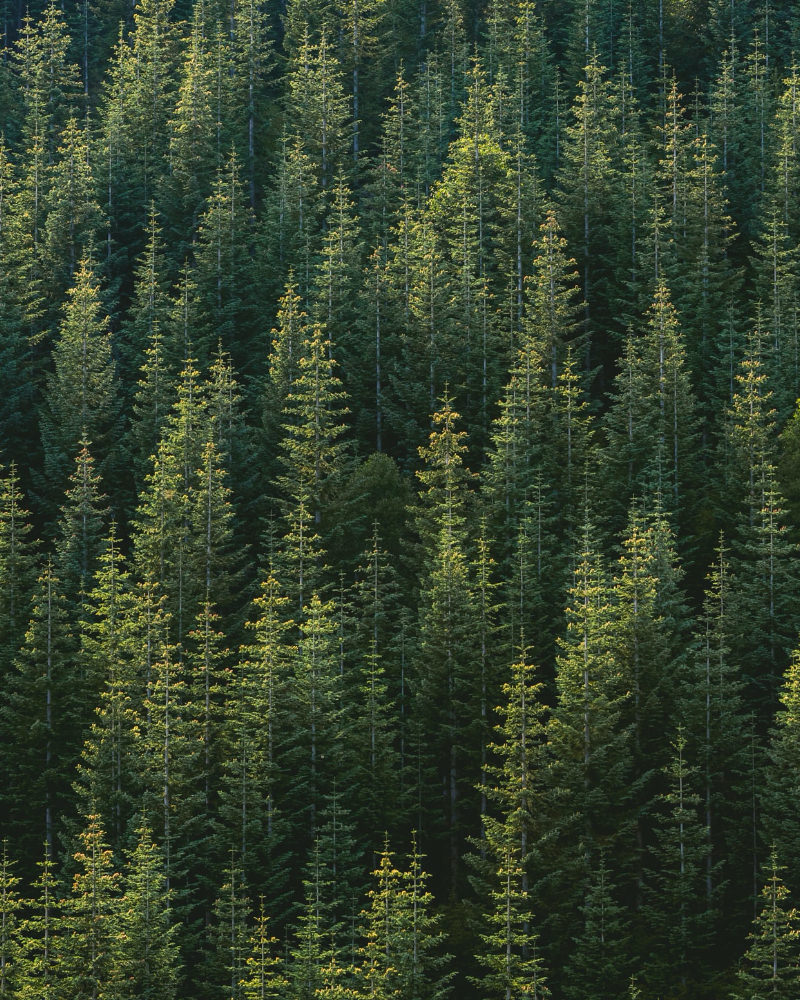 ENVIRONMENTAL SUSTAINABILITY